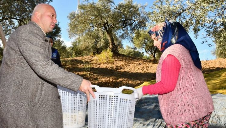 Manisa Büyükşehir zeytin emekçilerine desteğini sürdürüyor