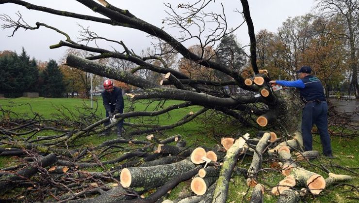 Bursa’da devrilen 350 ağaç kaldırılıyor